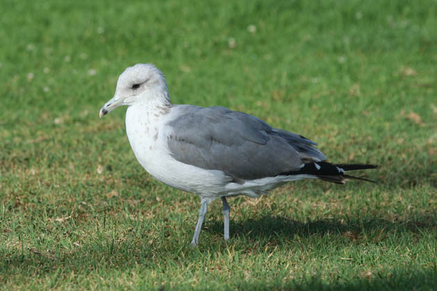 2nd Winter Californian Gull